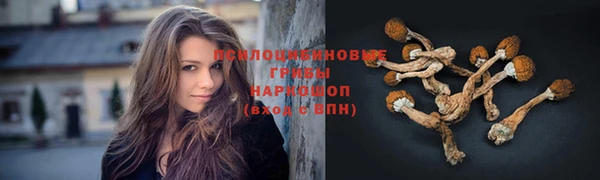 стаф Аркадак